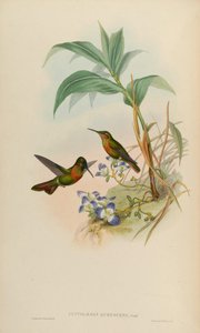 Clytolaema aurescens door John Gould